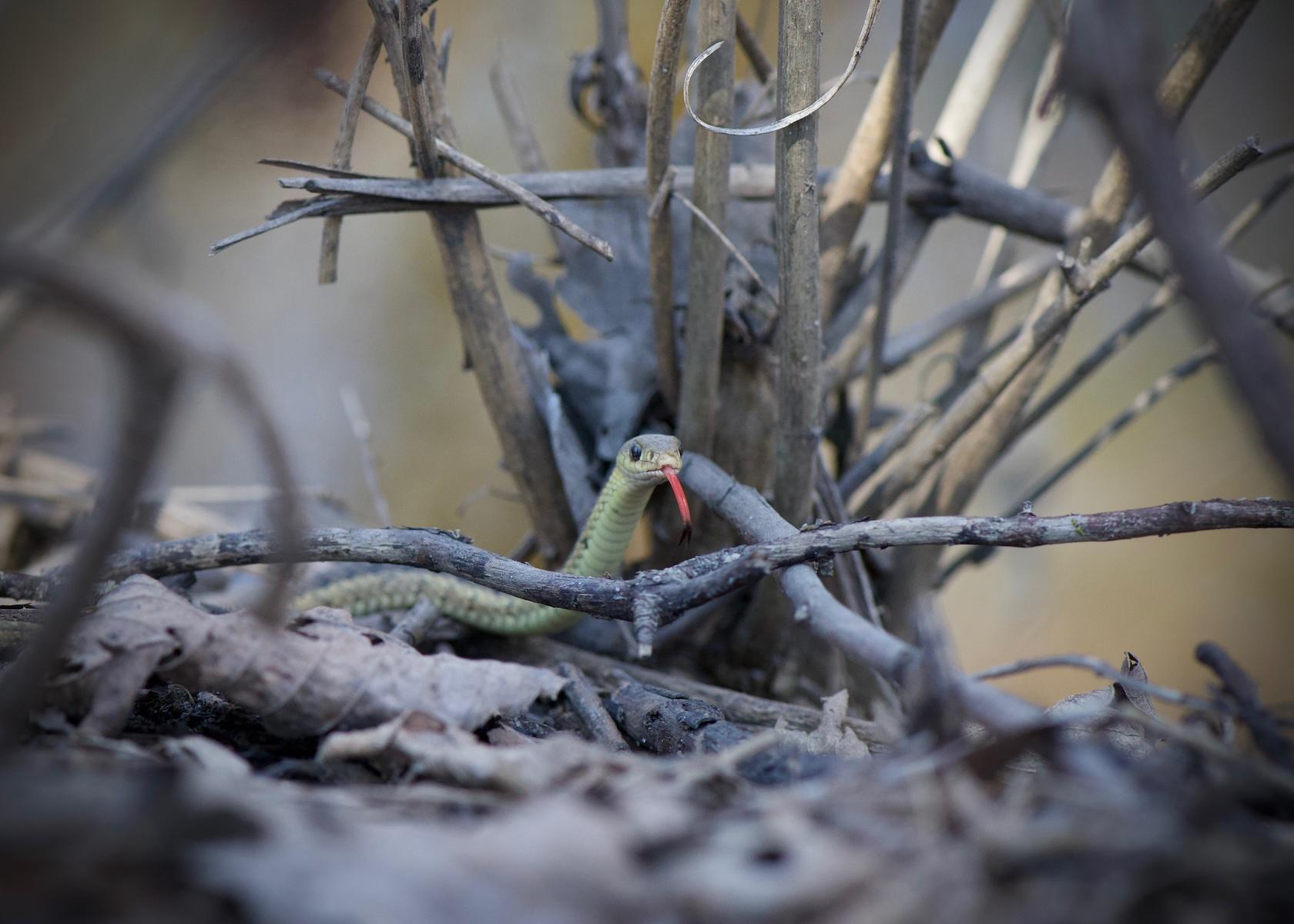 MISCELLANEOUS_Sara Alvarez Rodriguez.jpeg